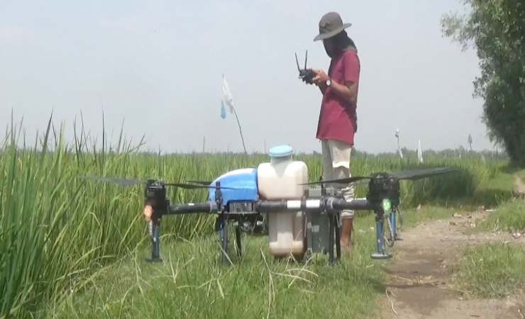 Efisiensi Biaya, Petani di Jombang Semprot Padi Pakai Drone
