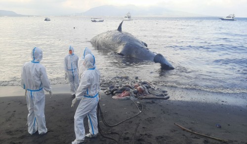 Bangkai Paus Sperma Masih di Perairan Banyuwangi, Petugas Kesulitan Evakuasi Karena Bobot Capai 30 Ton