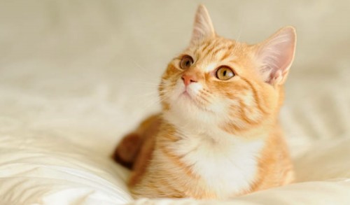 Sejarah Hari Kucing Sedunia yang Dirayakan Setiap 8 Agustus