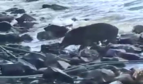 Aneh! Seekor Babi Hutan Terdampar di Tepi Pantai Banyuwangi 