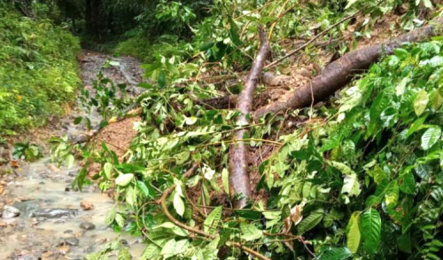 Longsor Susulan Kembali Terjadi di Dusun Sukamade Banyuwangi, 300 KK Terisolir