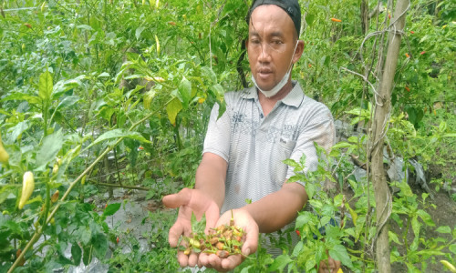 Cuaca Tak Menentu Tanaman Cabai di Jombang Diserang Hama Jamur Petek