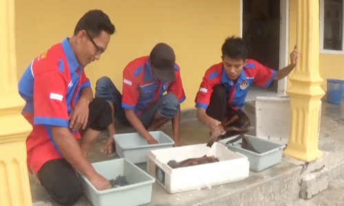 Pemuda di Jombang Budidaya Lobster Air Tawar, Omsetnya Fantastis Puluhan Juta 