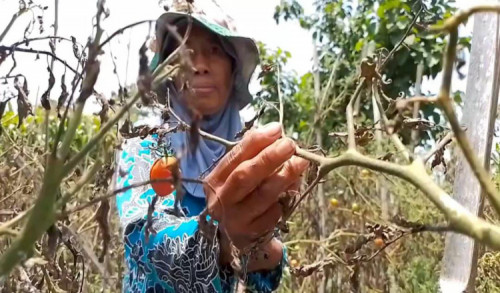 Cuaca Ekstrim Dan Serangan Hama Jamur, Tanaman Buah Tomat Milik Petani Di Madiun Banyak yang Busuk
