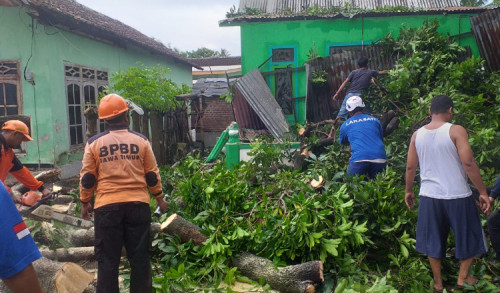 Pohon Tumbang di Situbondo Timpa Rumah Warga, Kerugian Ditaksir hingga Jutaan Rupiah 