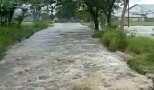 Lagi, Desa Mayang Jember Diterjang Banjir, Puluhan Sawah Warga Terancam Gagal Panen