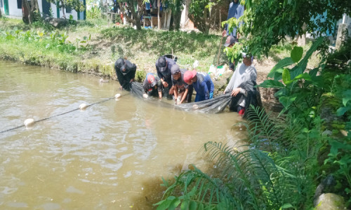 Inovatif Santri di Ponpes At Tahzib Ngoro Jombang Berbudidaya Ikan Bawal dan Ikan Patin