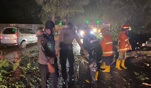 Pohon Tumbang di Jalur Pantura Probolinggo, Polisi dan BPBD Lakukan Evakuasi