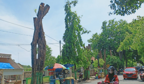 Pemangkasan Pohon di Tuban Diprotes Dinas Lingkungan Hidup, DPUPR PRKP Tanggapi Santai