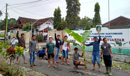 Protes Jalan Rusak, Depan Kantor Desa di Banyuwangi Ditanami Pohon Pisang