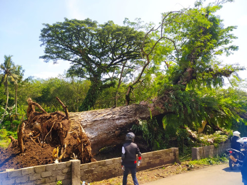 Pohon Tua Tumbang di Area Kuburan Harjomulyo Jember