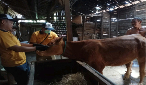 Melalui Program AUTS/K Peternak Sapi dan Kerbau di Ngawi Dapat Angin Segar