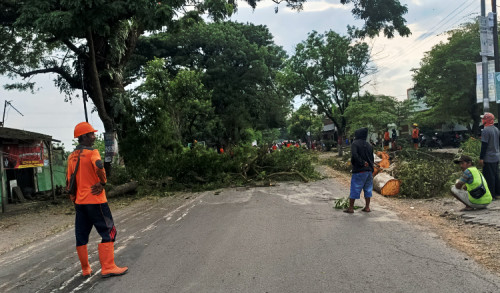 Mengancam Nyawa Pengguna Jalan, Ratusan Pohon di Ngawi Ditebang.