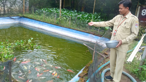 Perangkat Desa di Cilacap Sukses Budidaya Ikan Koi, Omzet Hingga Rp 10 juta