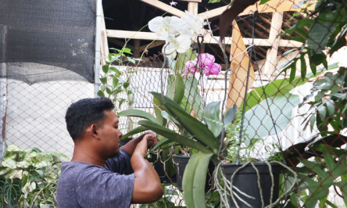 Telaten dan Sabar Kunci Sukses Pembudidaya Anggrek di Jombang