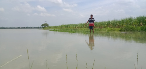 Terendam Banjir, Tanaman Padi di Lahan 16 Hektar di Sidoarjo Terancam Gagal Panen
