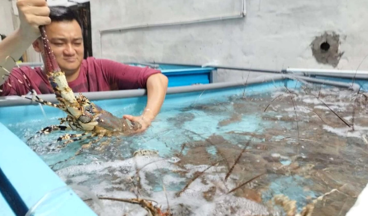 Permintaan Ekspor Lobster untuk Kebutuhan Imlek dari Banyuwangi ke Asia Timur Melonjak