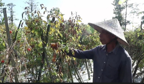 Harga Tomat di Lombok Tengah Anjlok, Petani Merugi