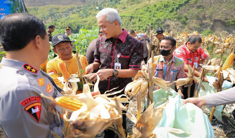 Ganjar Pranowo Petik Panen Perdana Jagung di Semarang