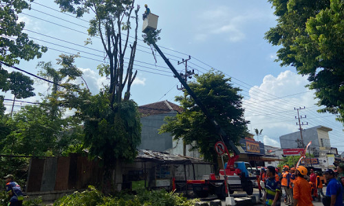 Kegiatan Pemaprasan Pohon di Jember, Manager PLN: Aliran Listrik Padam 1-3 Jam