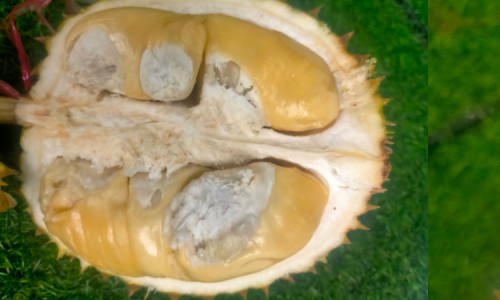 Jangan Menyimpan Durian di Dalam Kulkas, Begini Dampaknya
