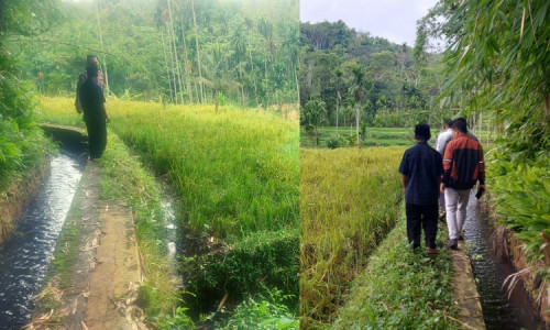 Warga Gadingsari Bondowoso Resah, Padi Hampir Dipanen, Dicuri Orang Tak Dikenal