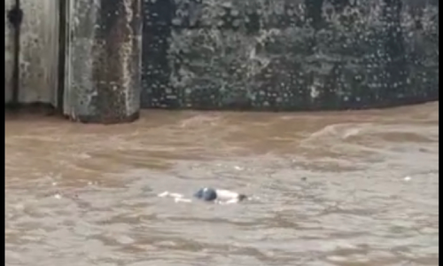 Viral di Facebook Video, Jenazah Mengambang di Pintu Air Aliran Sungai Bedadung Jember