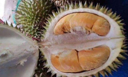 Kenali Rasa dan Jenis Durian Asli Sumberjambe Jember