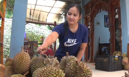 Durian Lokal Bido Maskot Wonosalam Jombang Banyak Diburu Pelanggan