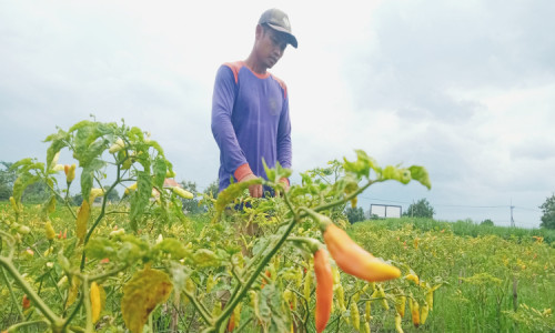 Harga Cabai Naik, Petani di Jombang Keluhkan Cuaca Yang Ekstrem