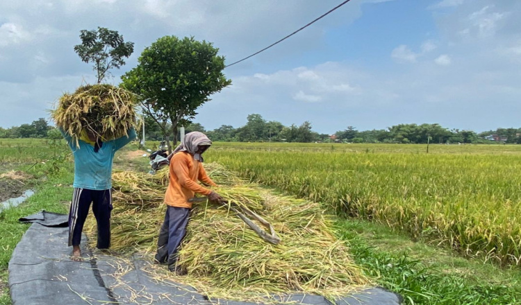 Harga Gabah Naik 50 Persen Di Saat Panen Raya Merosot