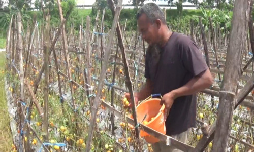 Petani Tomat di Jombang Merugi Akibat Cuaca Ekstrem