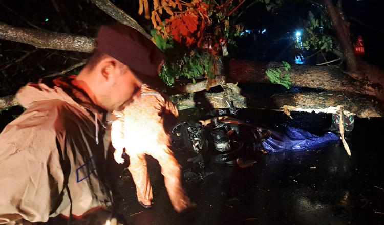 Pohon Tumbang di Banyuwangi Timpa Pasutri Berkendara, Suami Tewas