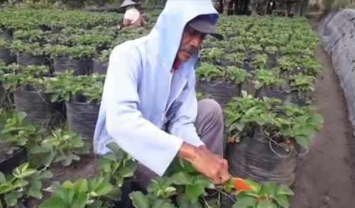 Panen Tak Maksimal Akibat Cuaca Buruk, Petani Strawberry di Kota Batu Menjerit 