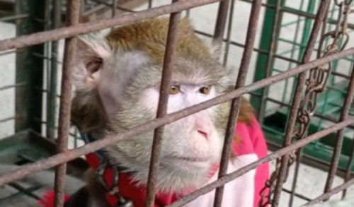 Pekerja Topeng Monyet di Madiun Serahkan 23 Kera Ekor Panjang ke BKSDA