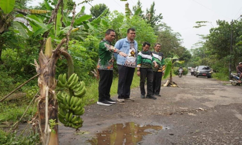 Sejumlah Ruas Jalan Rusak di Lumajang Ditanami Pohon Pisang oleh Warga  