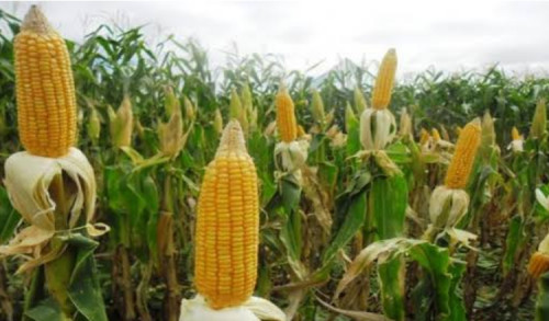 Tak Hanya Singkong, Jagung Juga Jadi Makanan Pokok di Masalembu Saat Beras Langka