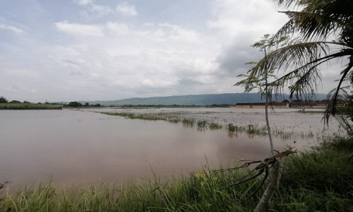 Ratusan Hektar Sawah Terendam Banjir, Petani Kendit di Situbondo Dipastikan Gagal Panen