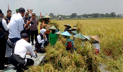 Petani Tuban Ngadu ke Gubernur Khofifah Sulit Dapat Pupuk Subsidi hingga Sawah Kebanjiran