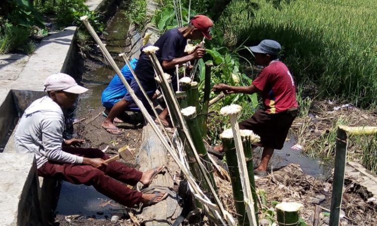 Akibat Irigasi Jebol, Ratusan Sawah di Kendi Situbondo Kekurangan Air 