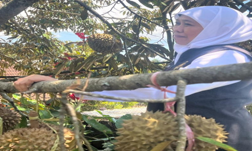Sambangi Kampung Durian Ngawi, Gubernur Khofifah Dorong Inovasi Petik Olah Kemas Jual dengan Teknik Frozen Fruit