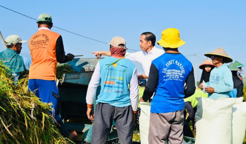 Panen Raya di Ngawi, Jokowi Sebut Produktivitas Capai 10,5 Ton per Hektar 