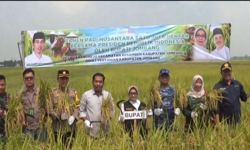 Bupati Rayakan Panen Padi Nusantara di Kesamben Jombang 