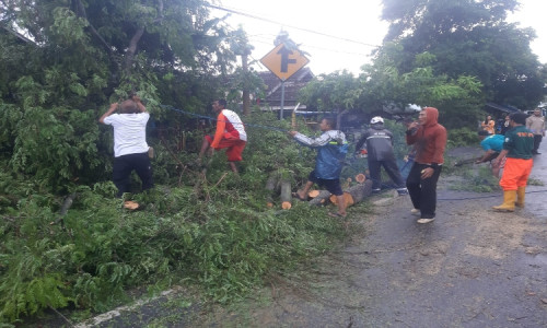 Akses Jalan Situbondo-Jember Macet Total Akibat Pohon Besar Tumbang