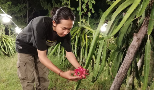 Harga Melejit, Petani Buah Naga di Banyuwangi Ketiban Berkah di Bulan Ramadan
