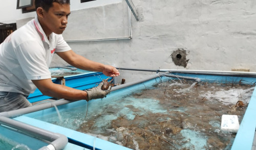 Lobster Mati Imbas Laut Tercemar, Pembudidaya di Banyuwangi Rugi Besar