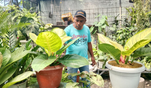 Perantau Asal Jawa Ini Sukses Kembangkan Bisnis Kembang di Bali