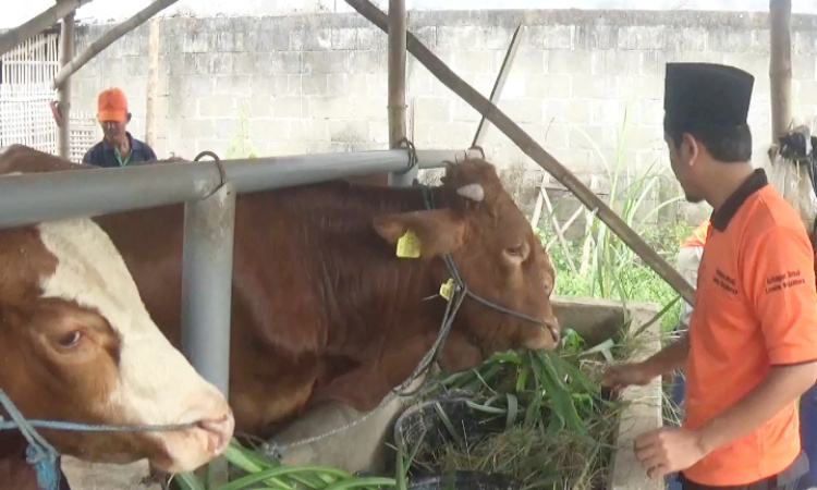 Jelang Lebaran Idul Adha Peternak di Jombang Siapkan Puluhan Ekor Sapi Untuk Kurban 