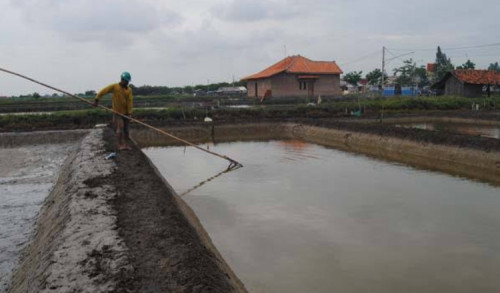 Petani Garam di Sampang Mulai Memproduksi, Harga Tembus Lima Juta Empat Ratus Perton di Tahun 2023