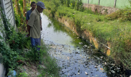 Ribuan Ikan Mati Ditemukan di Sungai Glondonggede Tuban